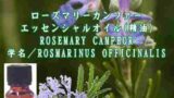 ローズマリー　カンファー／エッセンシャルオイル(精油)