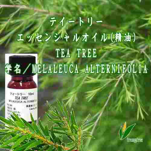 ティートリー／エッセンシャルオイル(精油)