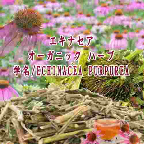 「※」オーガニック ハーブ/エキナセア