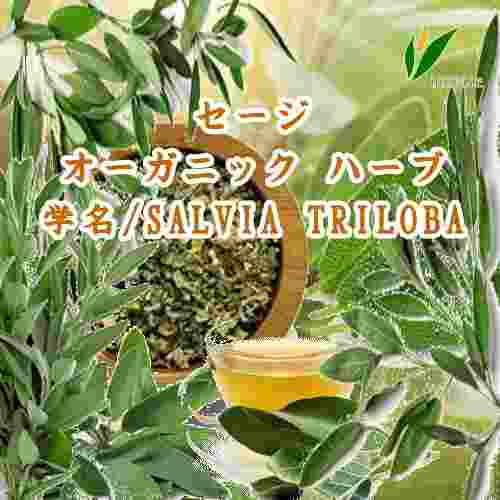 「※」オーガニック ハーブ／セージ