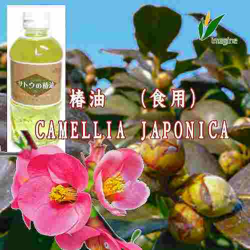 「※」椿油(食用油脂)
