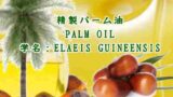 精製パーム油
