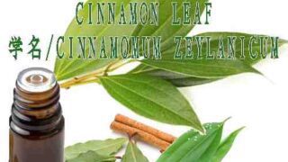 シナモンリーフ／エッセンシャルオイル(精油)