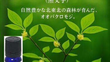 国産クロモジ精油